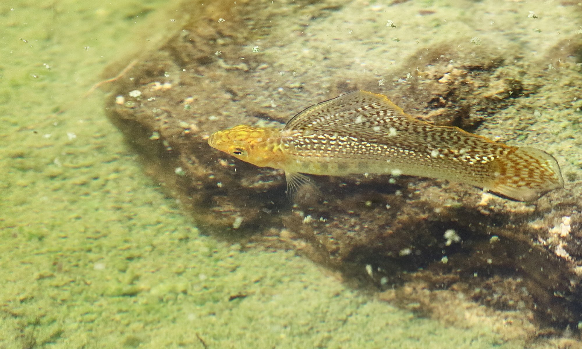 Poecilia&nbsp;latipinna