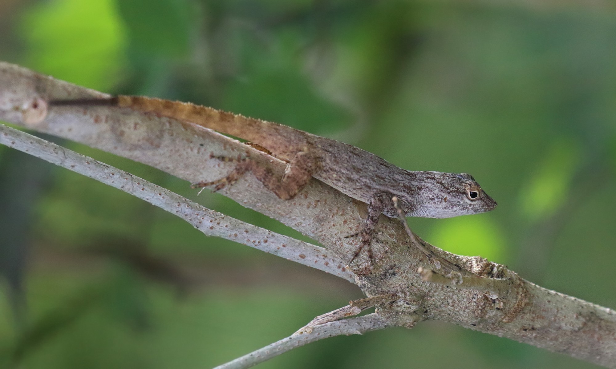 Foto Anolis Común de los Jardines