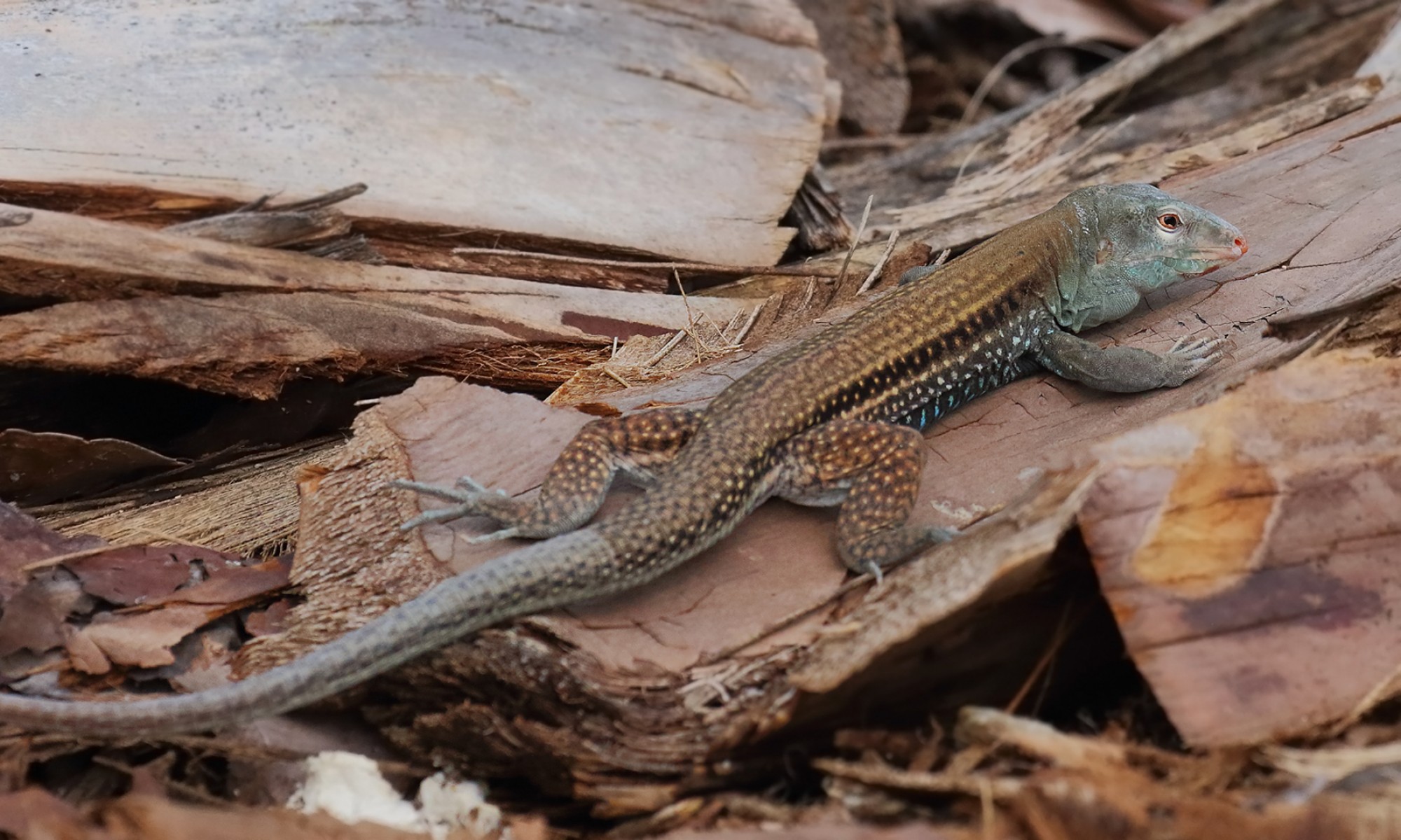 Photo Ameiva Chrysolaema