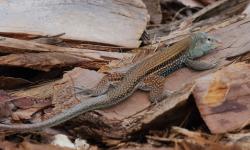 Foto Ameiva Chrysolaema