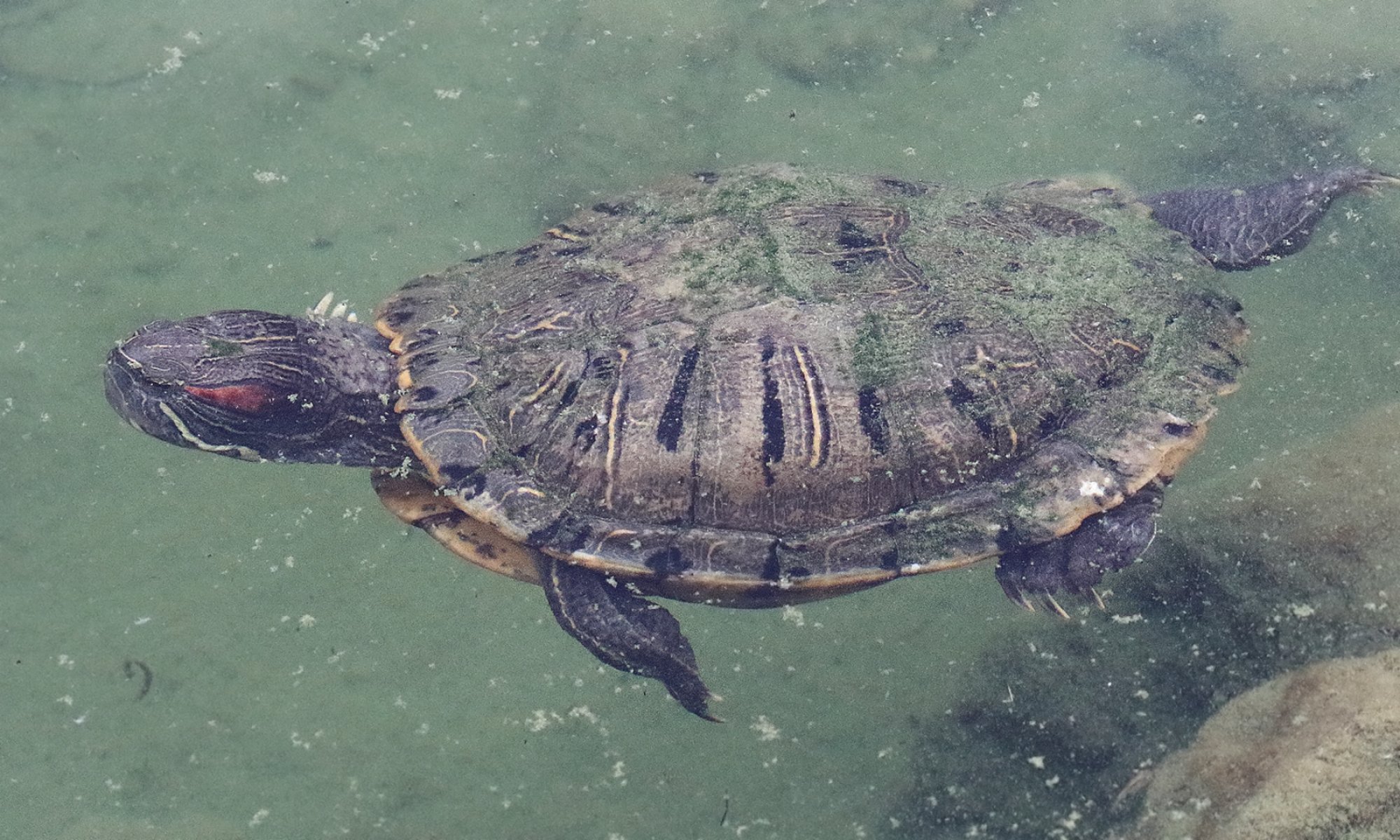 Foto Tortuga De Orejas Rojas