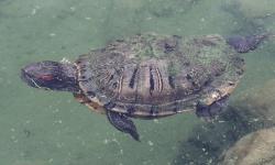 Photo Tortuga De Orejas Rojas