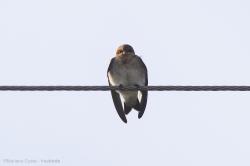 Photo Golondrina Cabeza Rojiza