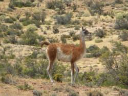 Foto Guanaco