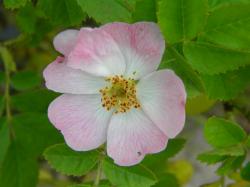 Foto Rosa Mosqueta