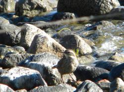 Foto Remolinera Araucana