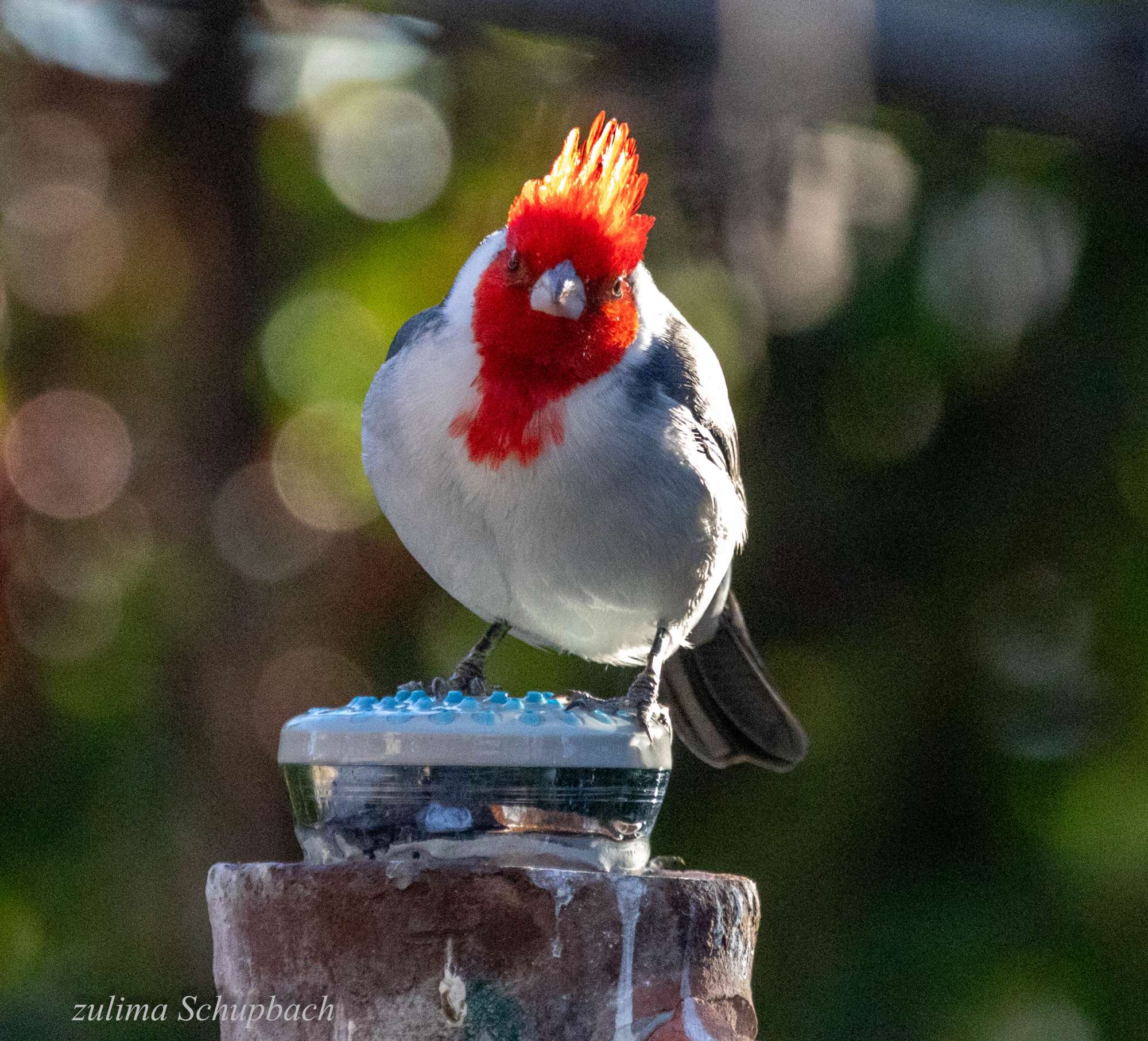 Photo Cardenal Común