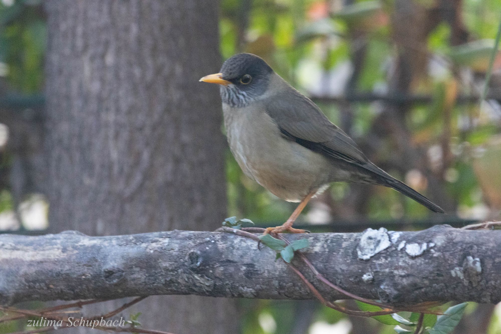 Photo Zorzal Patagónico