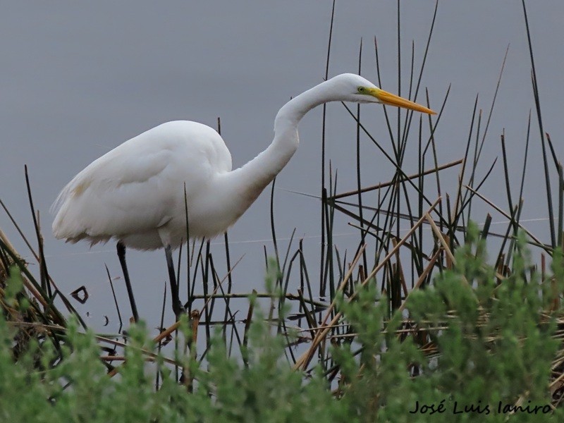 Foto Garza Blanca