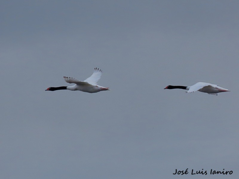 Foto Cisne Cuello Negro