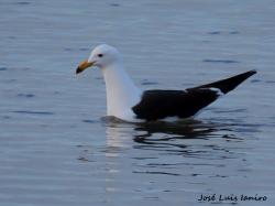 Foto Gaviota Cangrejera