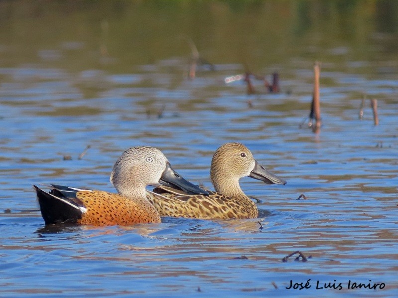 Photo Pato Cuchara