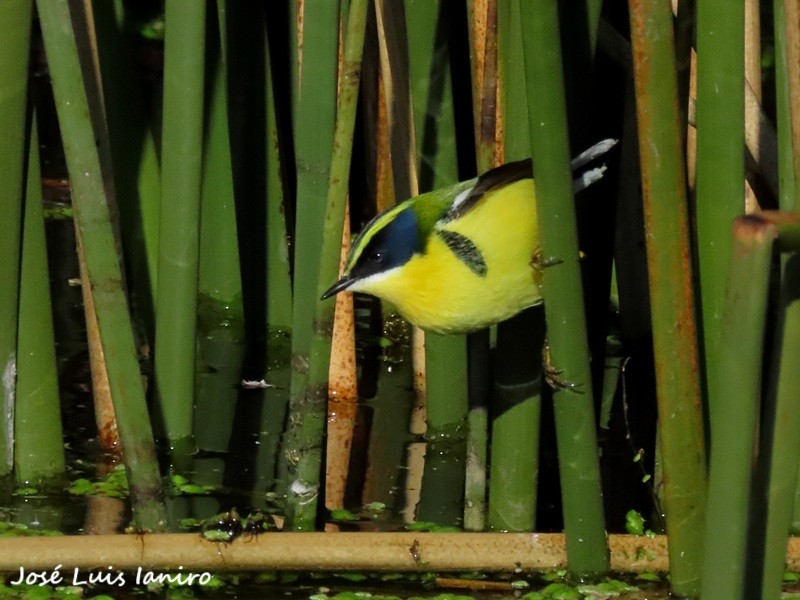 Many-colored Rush Tyrant (Tachuris rubrigastra)