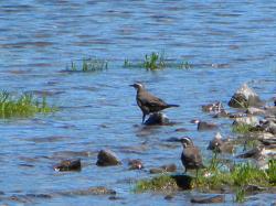 Foto Remolinera Araucana