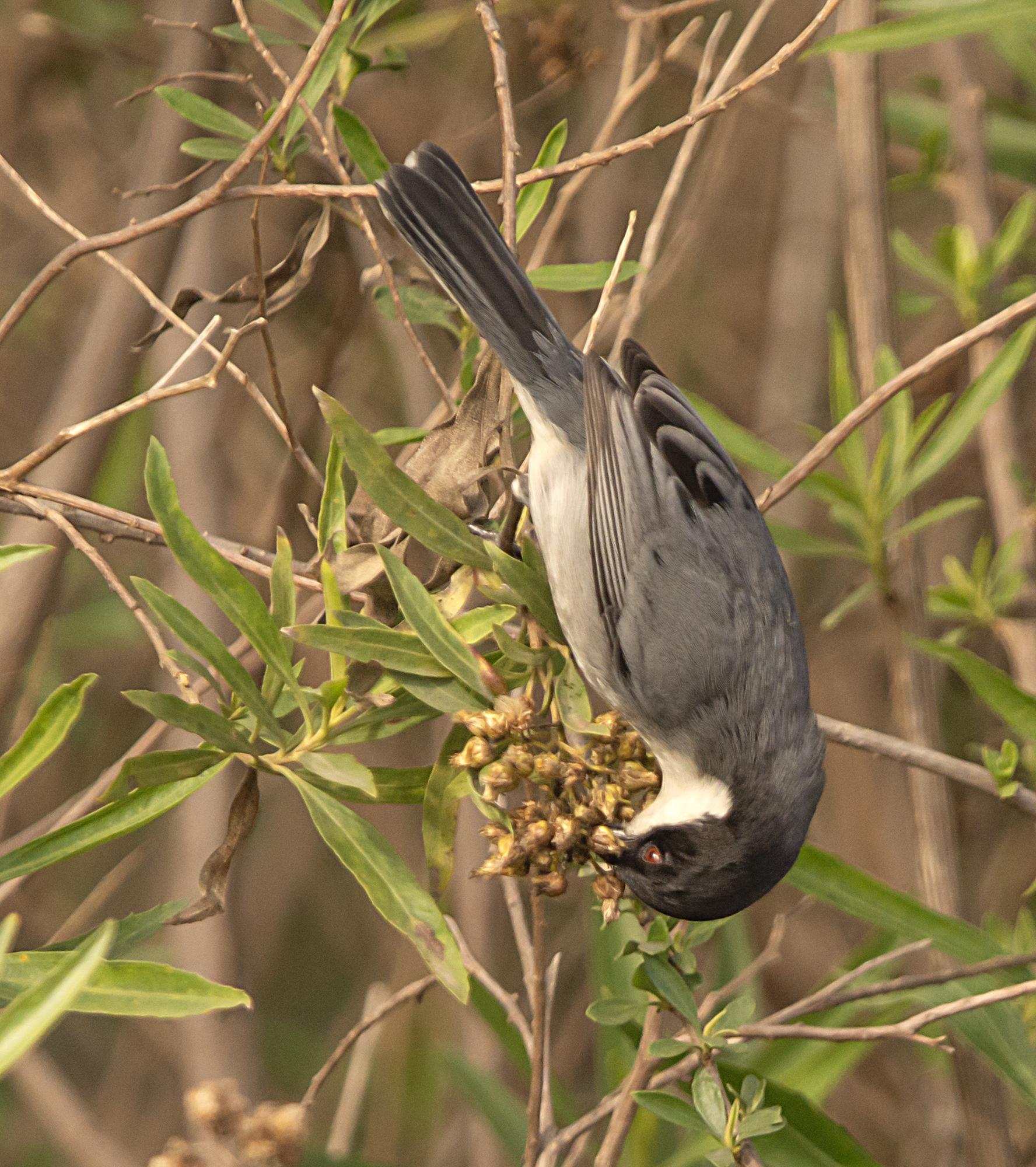 Photo Monterita Cabeza Negra