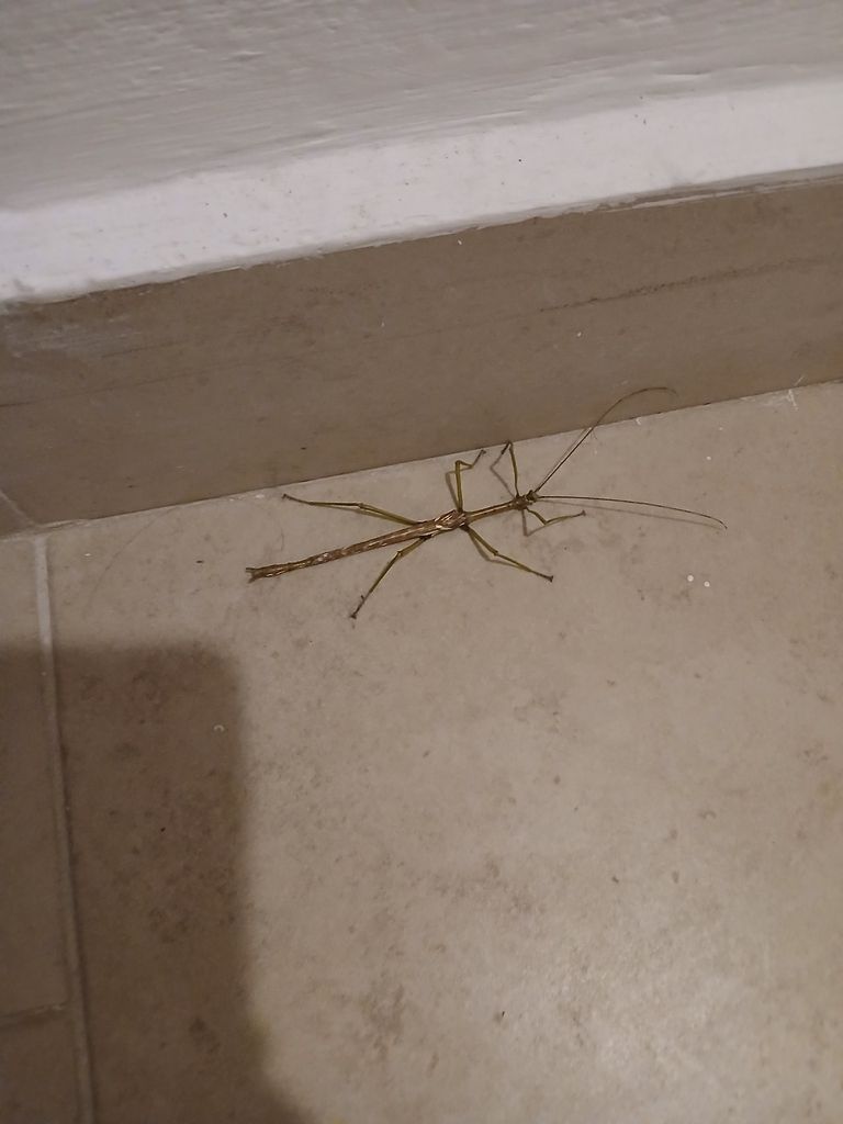 Haplopus&nbsp;micropterus
