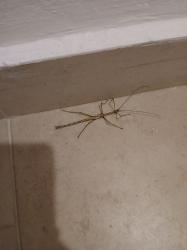  (Haplopus micropterus)