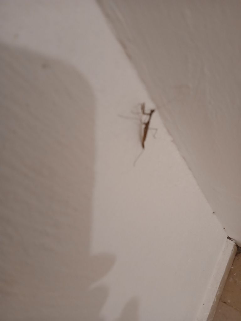 Musonia&nbsp;remota