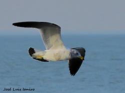 Foto Gaviota Cangrejera