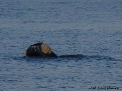 Foto Ballena Franca Austral