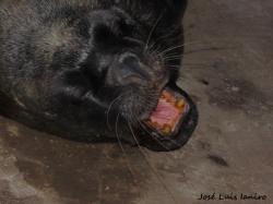 Foto Lobo Marino de Un Pelo