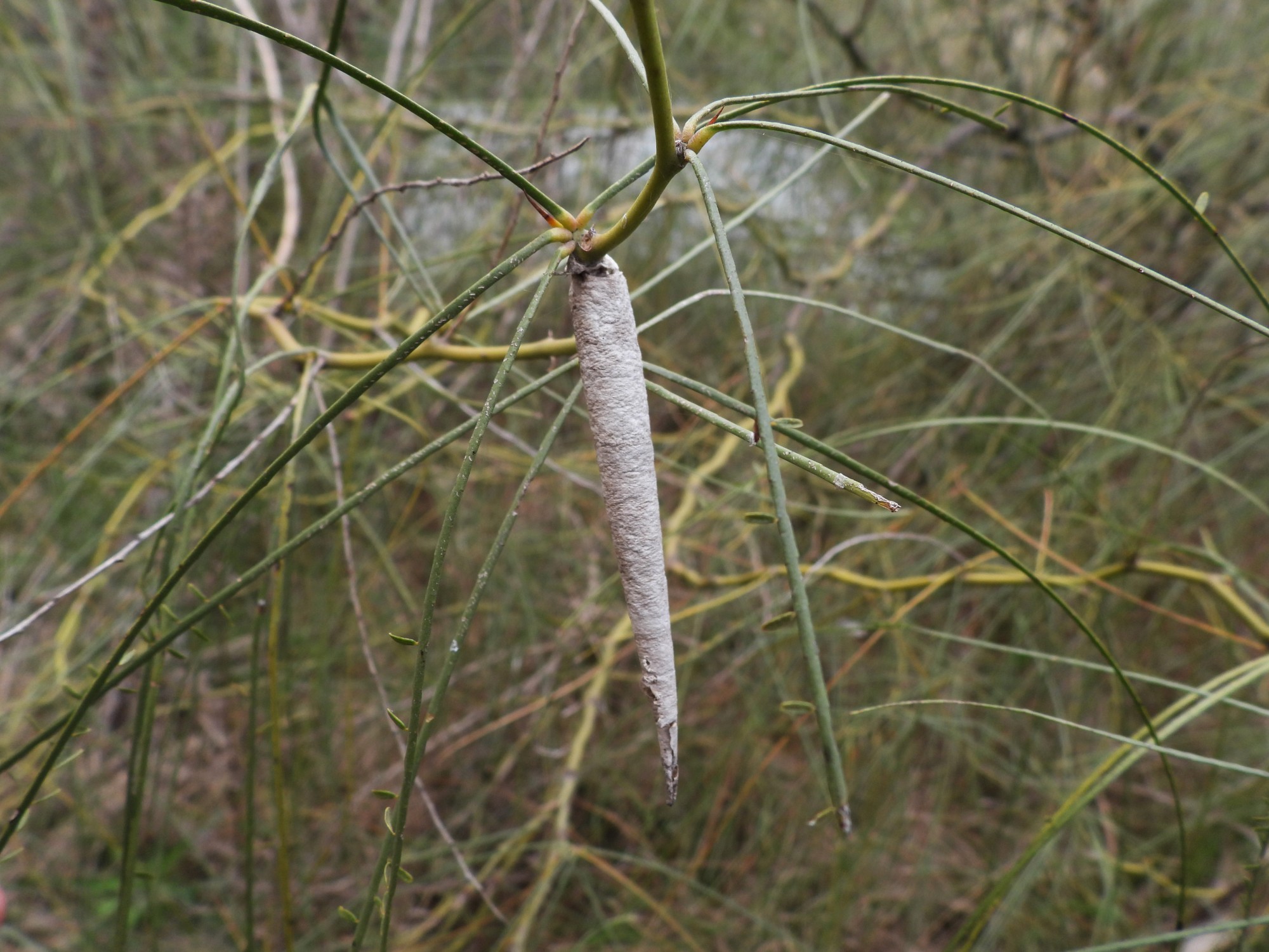 Foto Bicho Cigarro