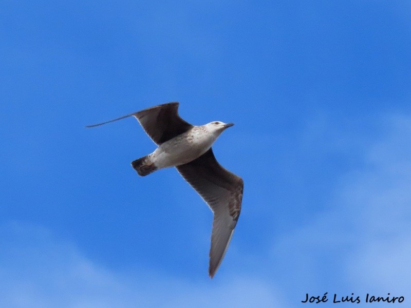 Foto Gaviota Cocinera