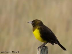 Foto Pecho Amarillo Común