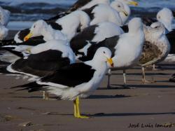 Foto Gaviota Cangrejera