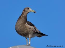 Foto Gaviota Cangrejera
