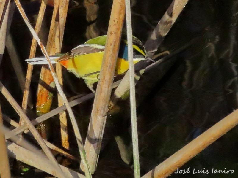 Tachurí Sietecolores (Tachuris rubrigastra)