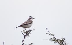 Foto Monjita Coronada
