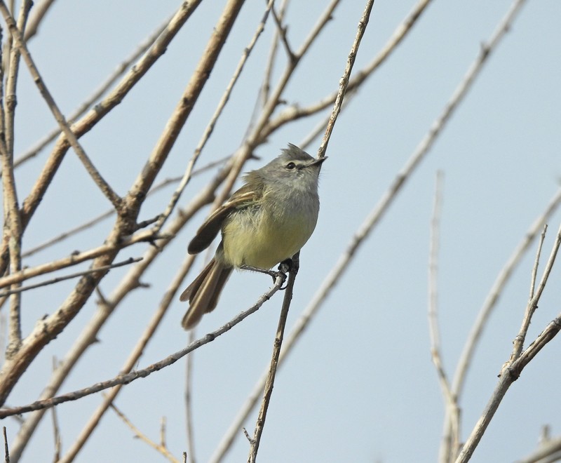 Serpophaga&nbsp;griseicapilla