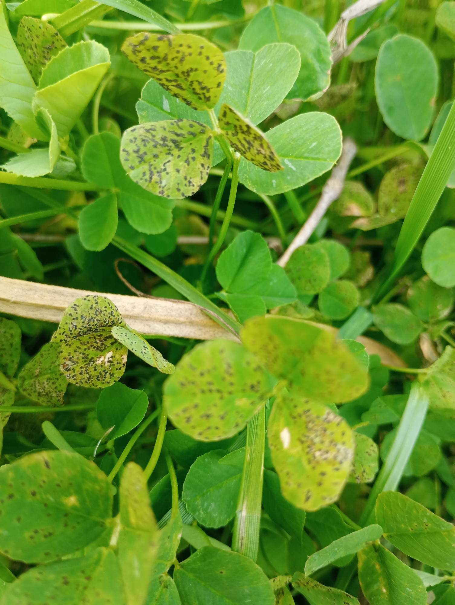 Cymadothea&nbsp;trifolii