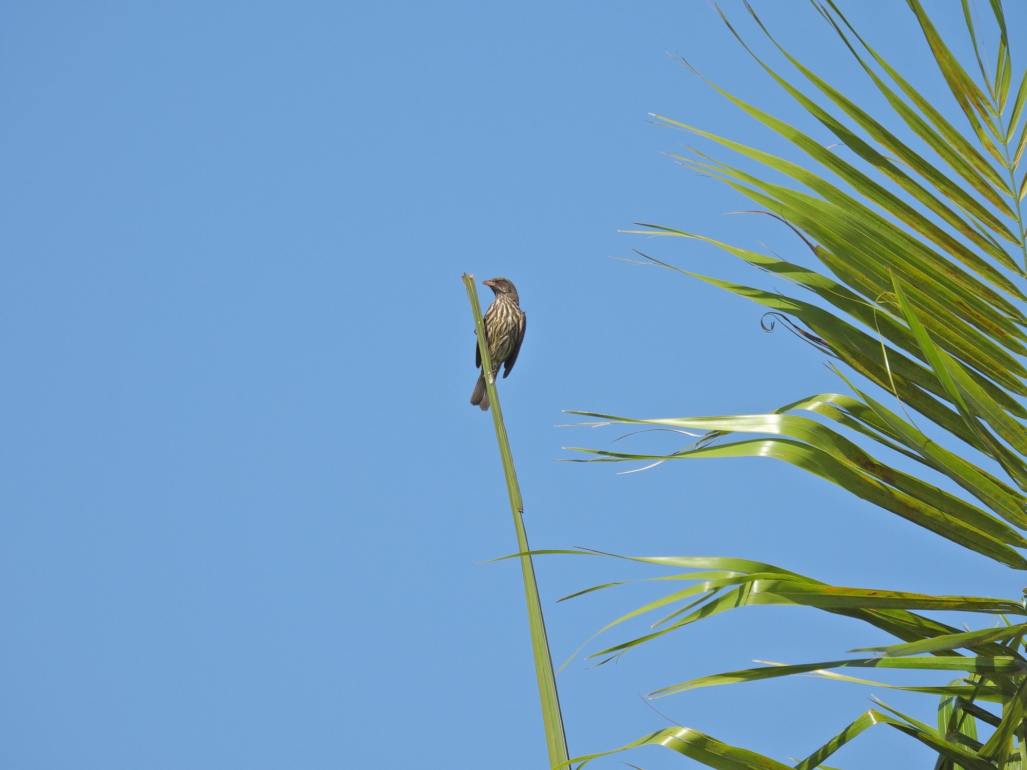 Dulus&nbsp;dominicus
