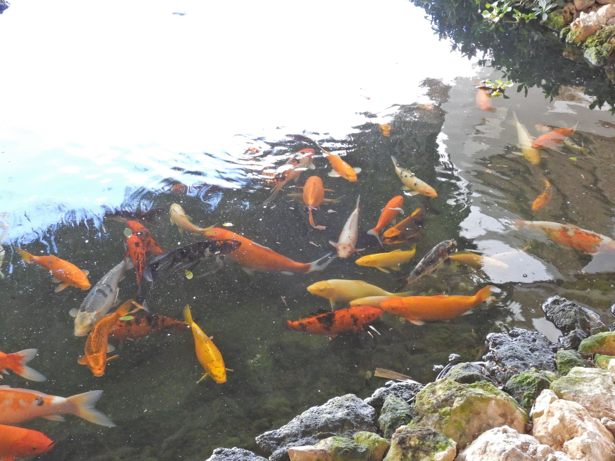 Foto Koi