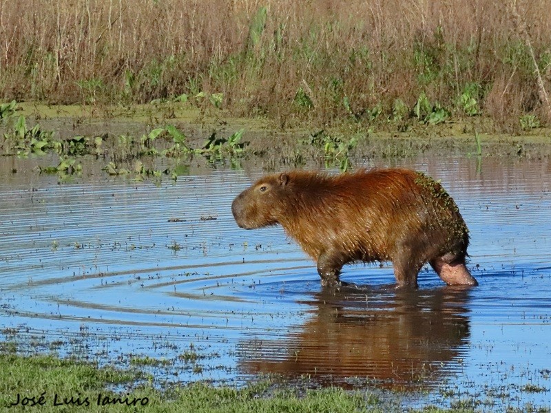 Foto Carpincho