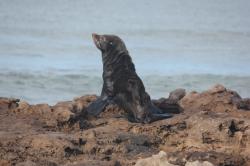 Foto Lobo Marino de Dos Pelos