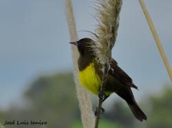 Foto Pecho Amarillo Común