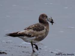 Foto Gaviota Cangrejera