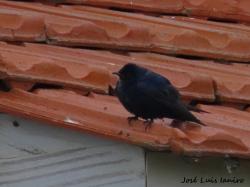 Foto Golondrina Negra