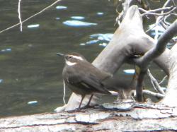 Foto Remolinera Araucana