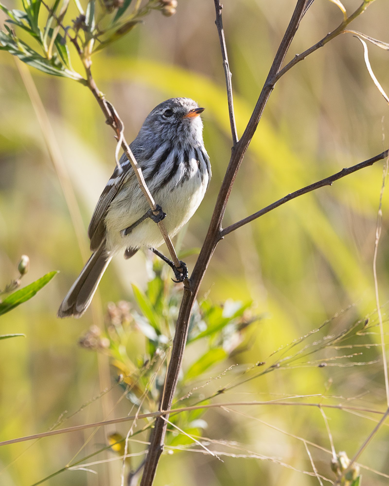 Anairetes&nbsp;flavirostris