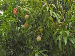 Foto Mango