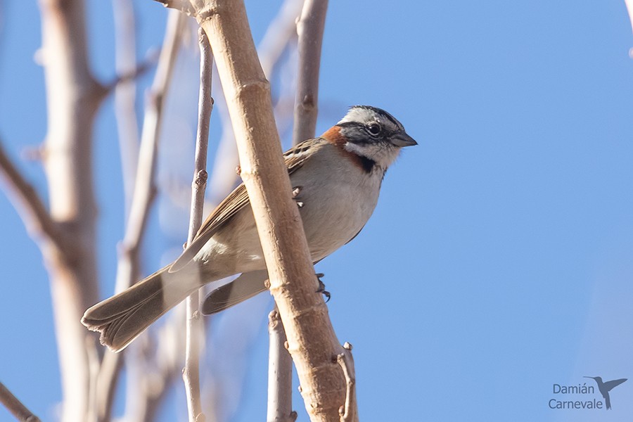 Chingolo (Zonotrichia capensis)