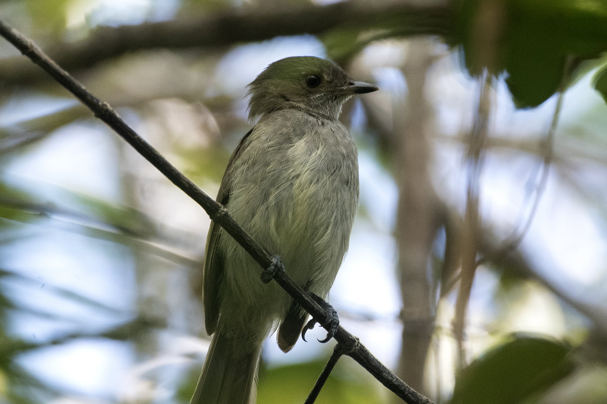 Neopelma&nbsp;pallescens