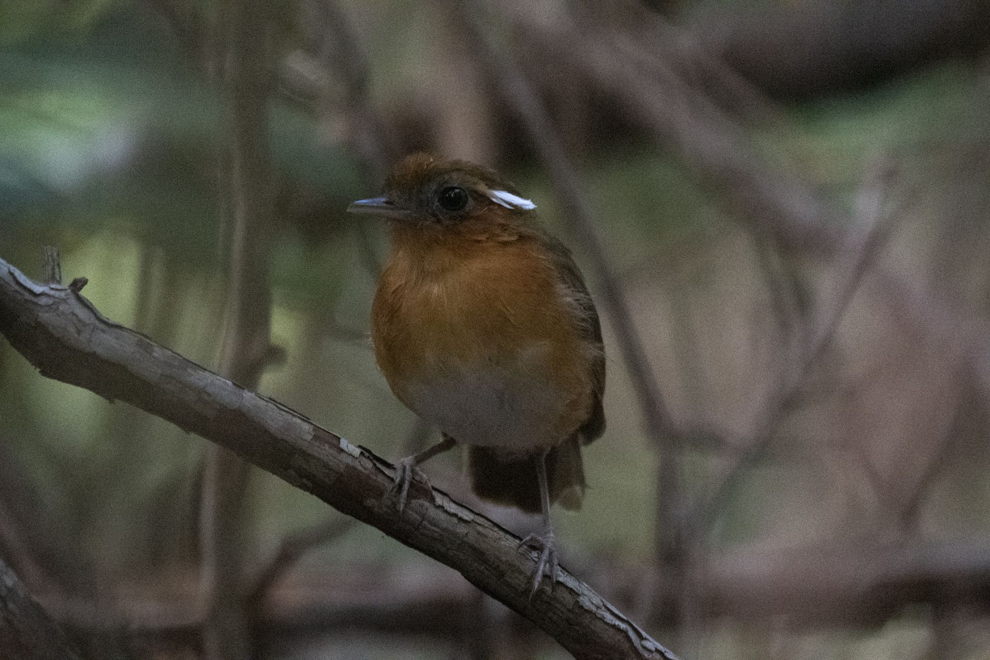 Conopophaga&nbsp;cearae