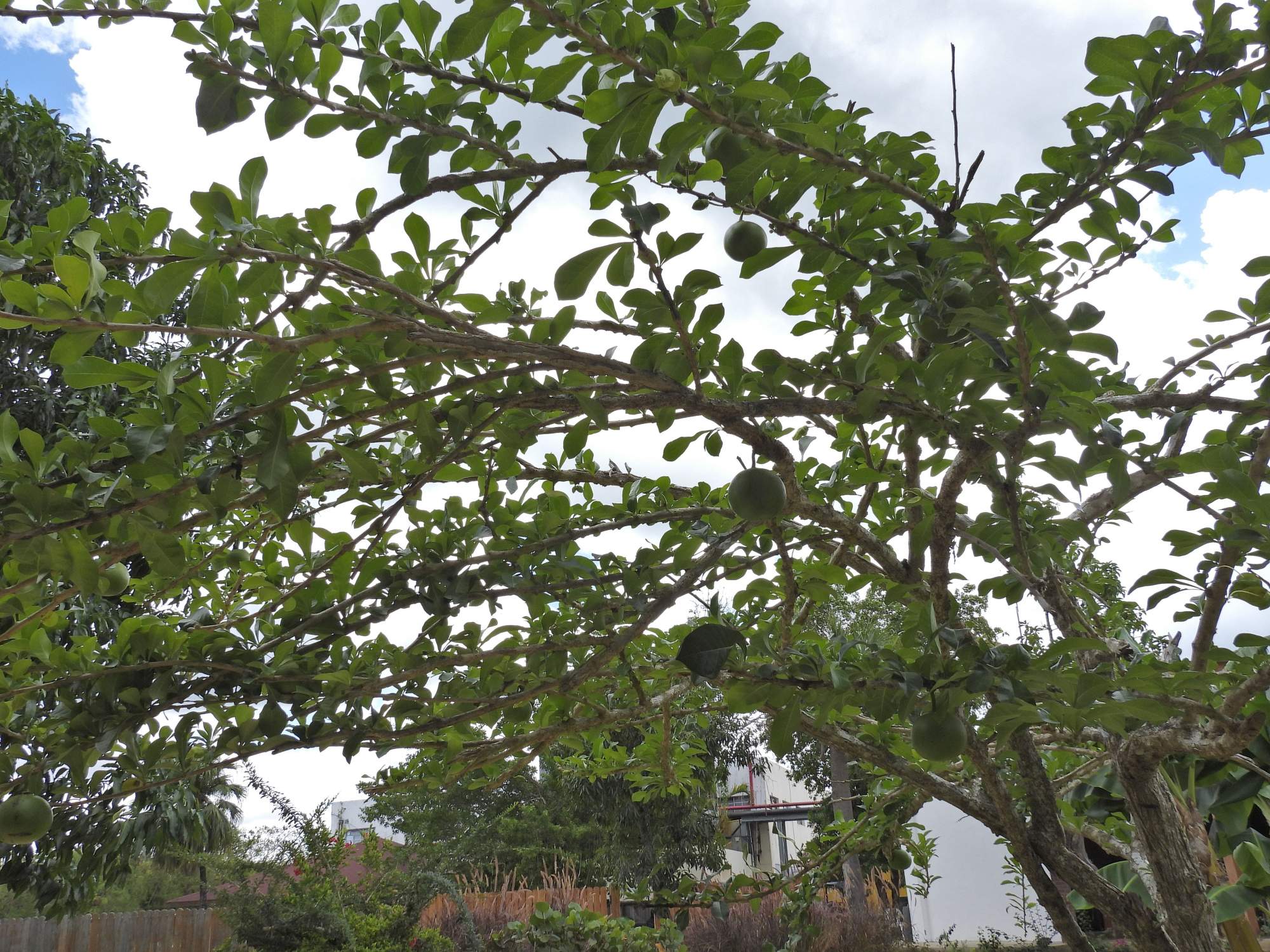 Crescentia&nbsp;cujete