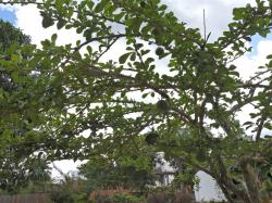  (Crescentia cujete)