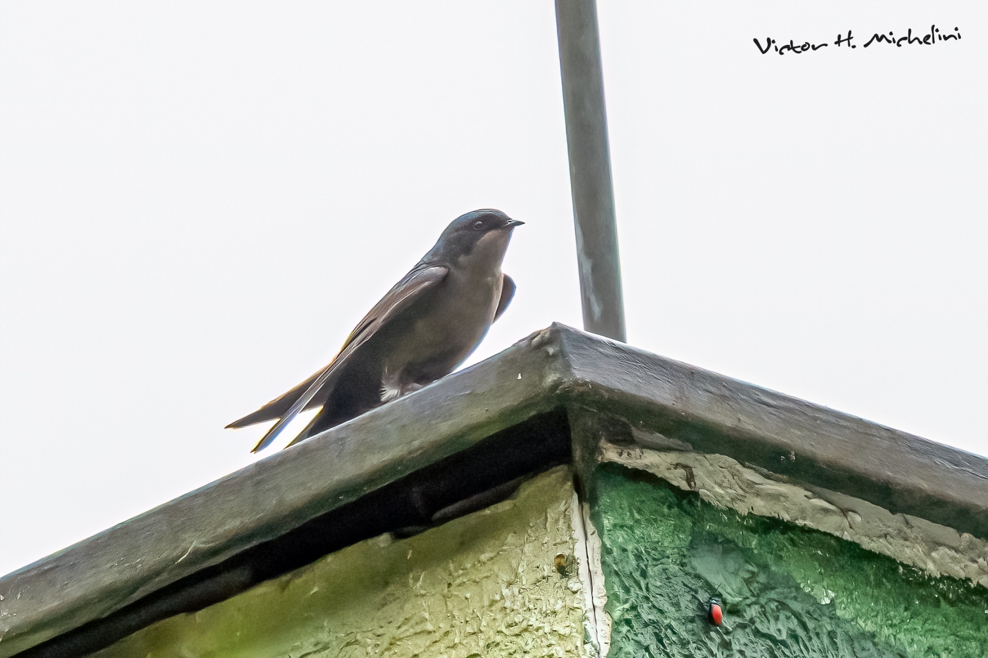 Photo Golondrina Plomiza